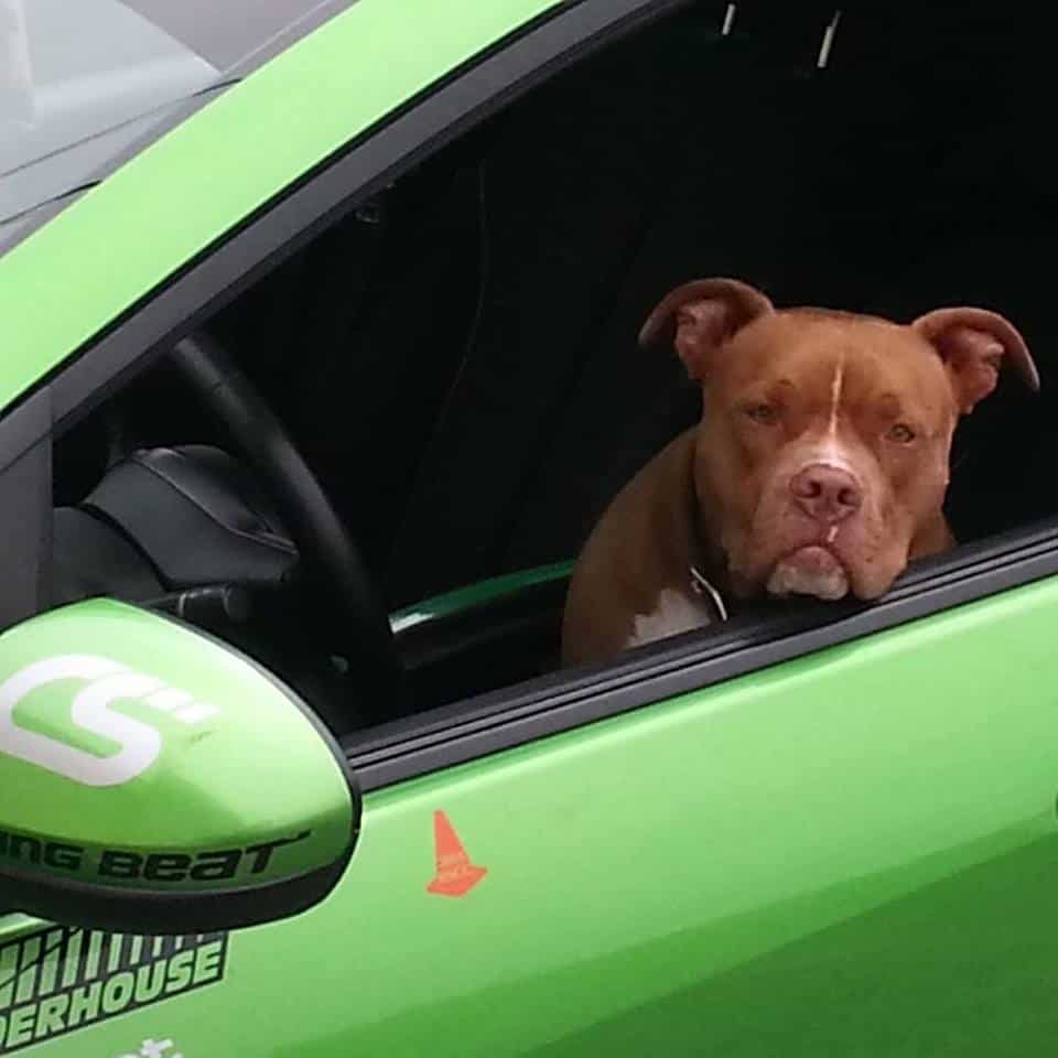 Keep your car clean even with your dog as your passenger.